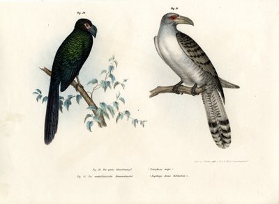 Großer Ani, 1864 von German School